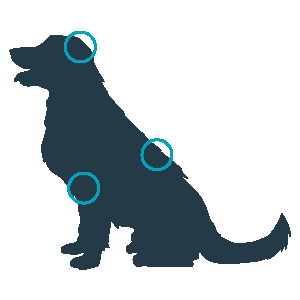 mera vital Hund Icon - Krankheitsbereiche